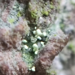 Chaenotheca brachypoda