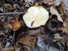 Lactarius yazooensis