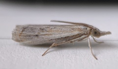 Fissicrambus quadrinotellus