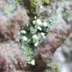 Chaenotheca brachypoda