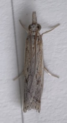 Fissicrambus quadrinotellus