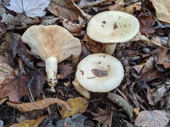Lactarius yazooensis