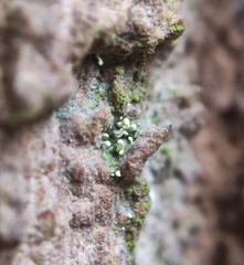 Chaenotheca brachypoda