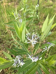Amsonia