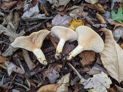 Lactarius yazooensis
