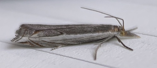 Diminutive Grass-veneer photo 5