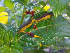 Anisoscelis marginellus