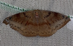 Oxydia vesulia