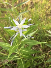 Amsonia