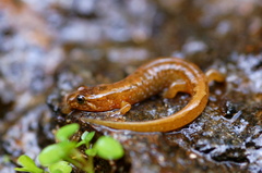Desmognathus santeetlah