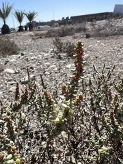 Suaeda vermiculata