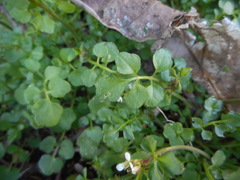 Cardamine hirsuta