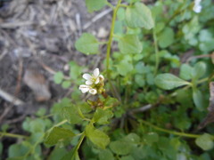 Cardamine hirsuta