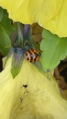 Harmonia axyridis