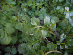 Cardamine hirsuta