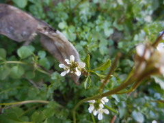 Cardamine hirsuta