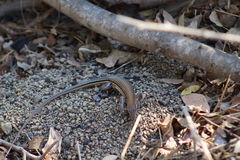 Aspidoscelis lineattissimus