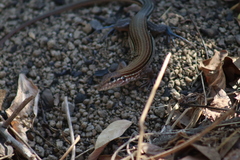 Aspidoscelis lineattissimus
