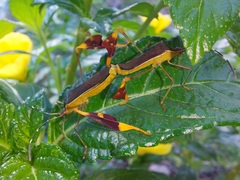 Anisoscelis marginellus