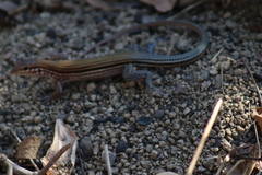 Aspidoscelis lineattissimus
