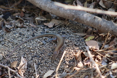 Aspidoscelis lineattissimus