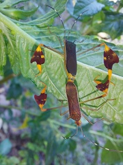 Anisoscelis marginellus