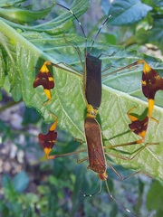 Anisoscelis marginellus