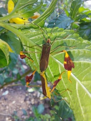 Anisoscelis marginellus