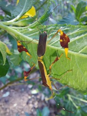 Anisoscelis marginellus