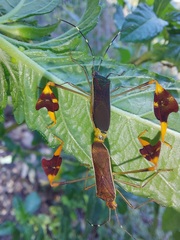 Anisoscelis marginellus