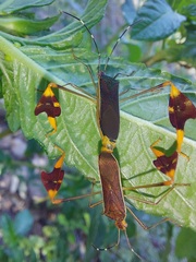Anisoscelis marginellus