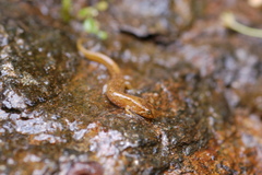 Desmognathus santeetlah