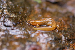 Desmognathus santeetlah