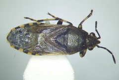 Heterogaster cathariae