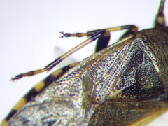 Heterogaster cathariae