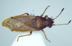Cymus melanocephalus