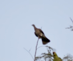 Patagioenas