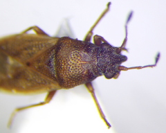 Cymus melanocephalus