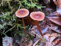 Mycena atkinsoniana
