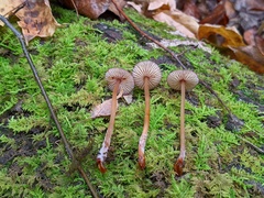 Mycena atkinsoniana