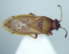 Cymus melanocephalus