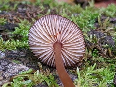 Mycena atkinsoniana