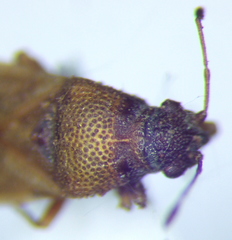 Cymus melanocephalus