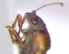 Cymus melanocephalus