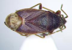 Stygnocoris fuligineus