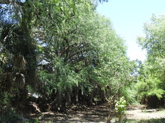 Taxodium mucronatum