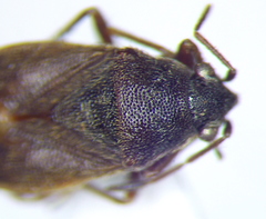 Stygnocoris fuligineus