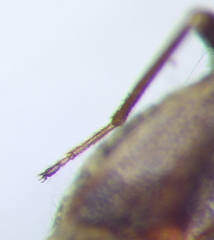 Stygnocoris fuligineus