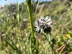 Volutaria canariensis