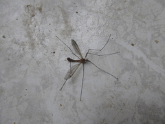 Tipula bezzii